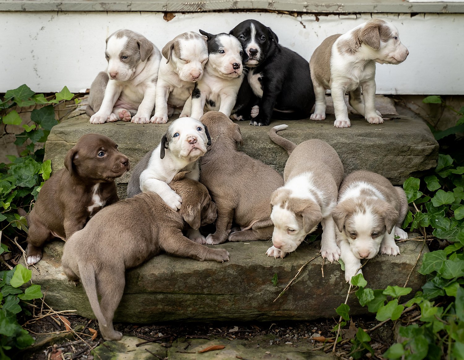 Furry Friends Gallery | ST_LOUIS_pet-photography-070.JPG