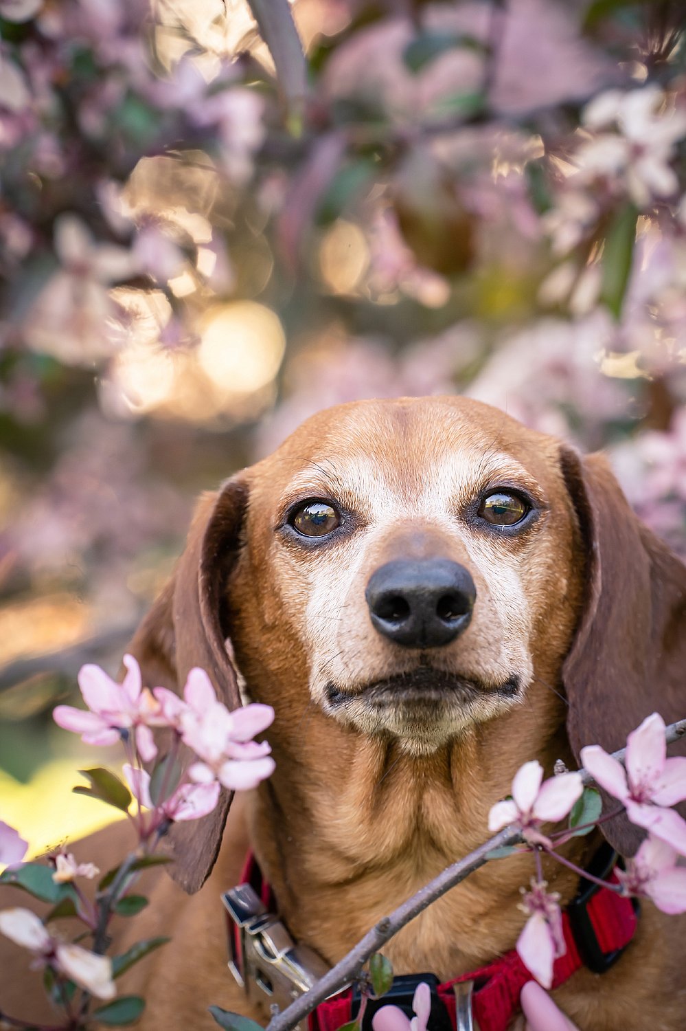 Furry Friends Gallery | ST_LOUIS_pet-photography-066.JPG