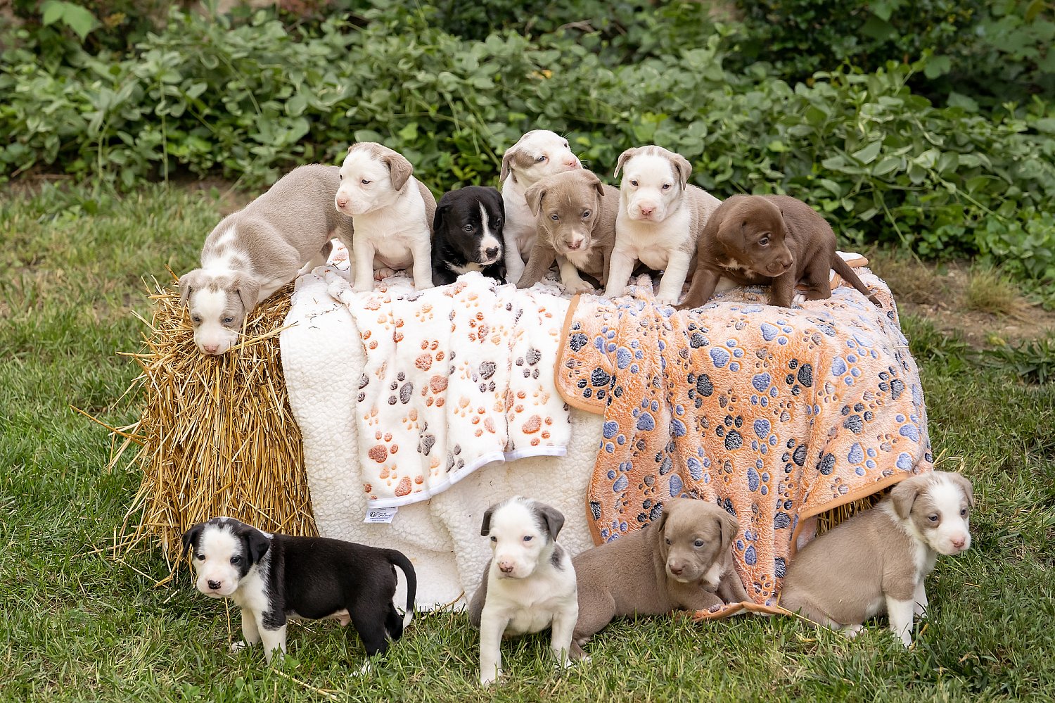 Furry Friends Gallery | ST_LOUIS_pet-photography-089.JPG