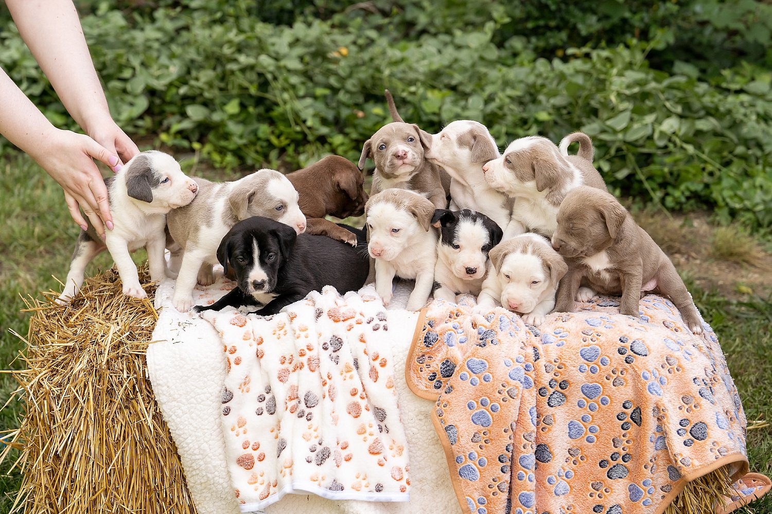 Furry Friends Gallery | ST_LOUIS_pet-photography-088.JPG