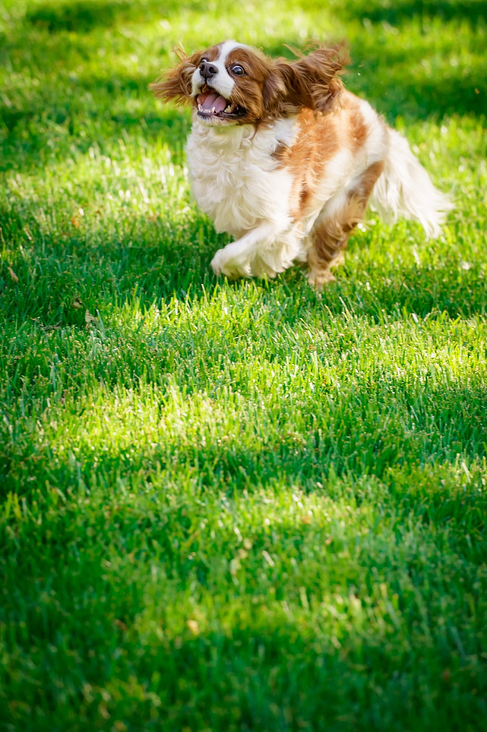 Furry Friends Gallery | ST_LOUIS_pet-photography-079.JPG