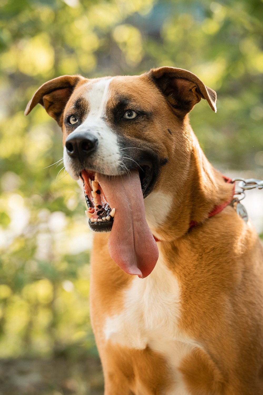 Furry Friends Gallery | ST_LOUIS_pet-photography-069.JPG