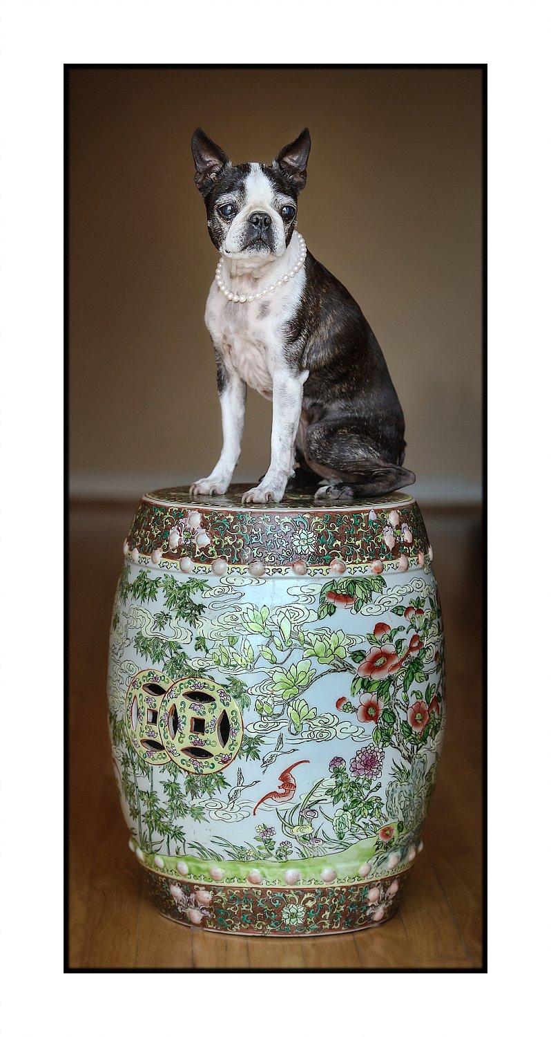 Furry Friends Gallery | ST_LOUIS_pet-photography-063.JPG