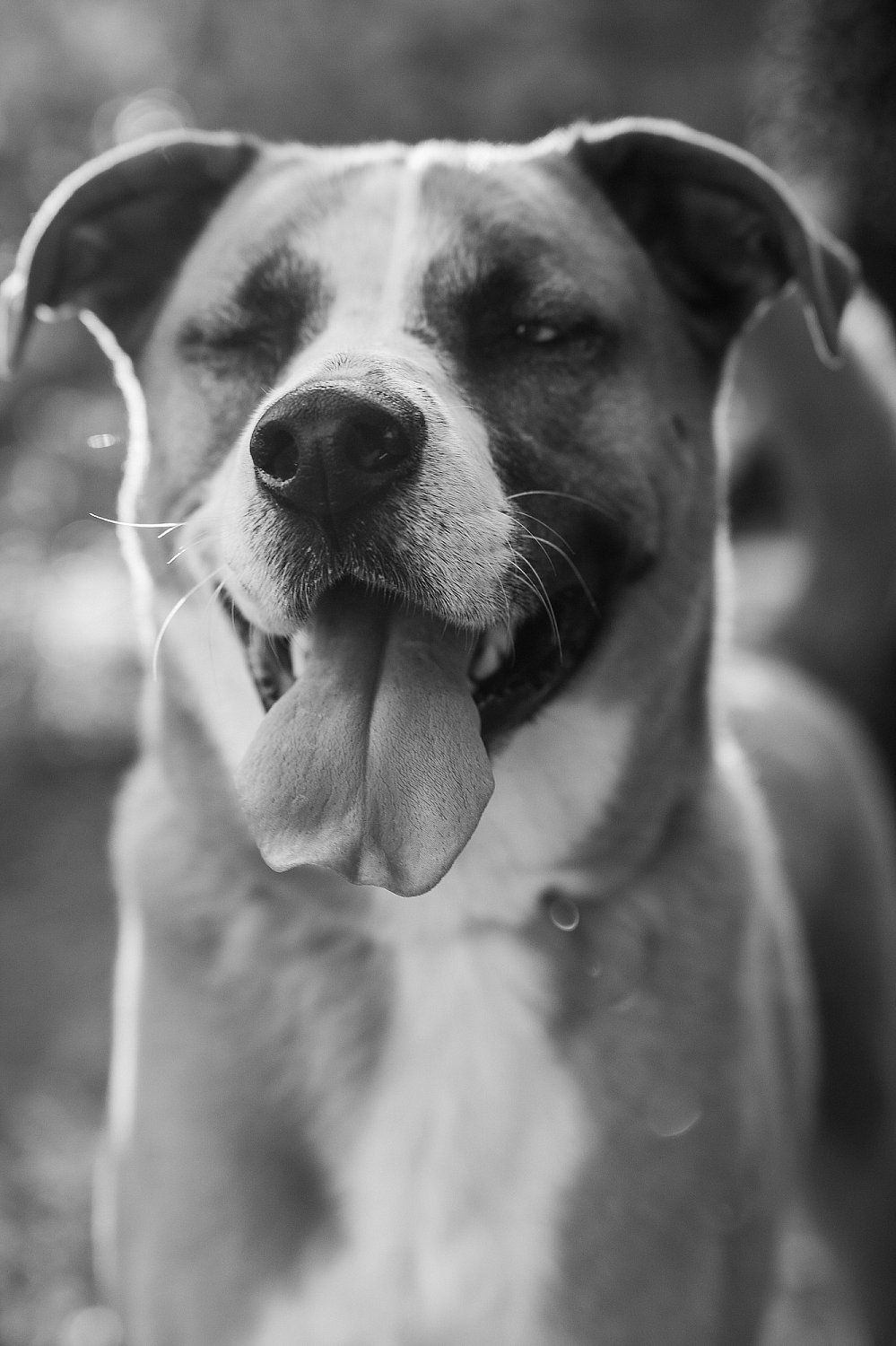 Furry Friends Gallery | ST_LOUIS_pet-photography-086.JPG