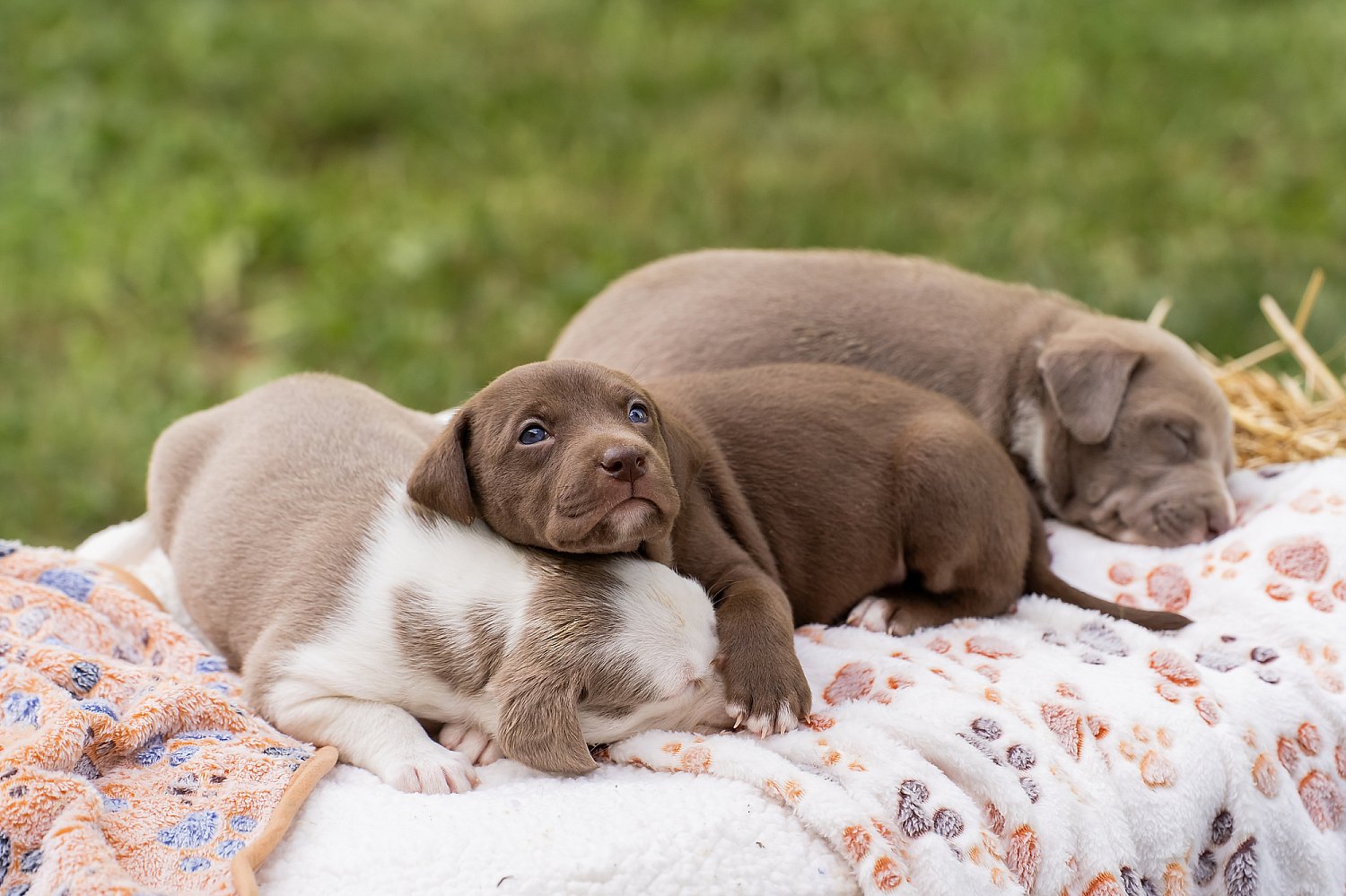 Furry Friends Gallery | ST_LOUIS_pet-photography-082.JPG