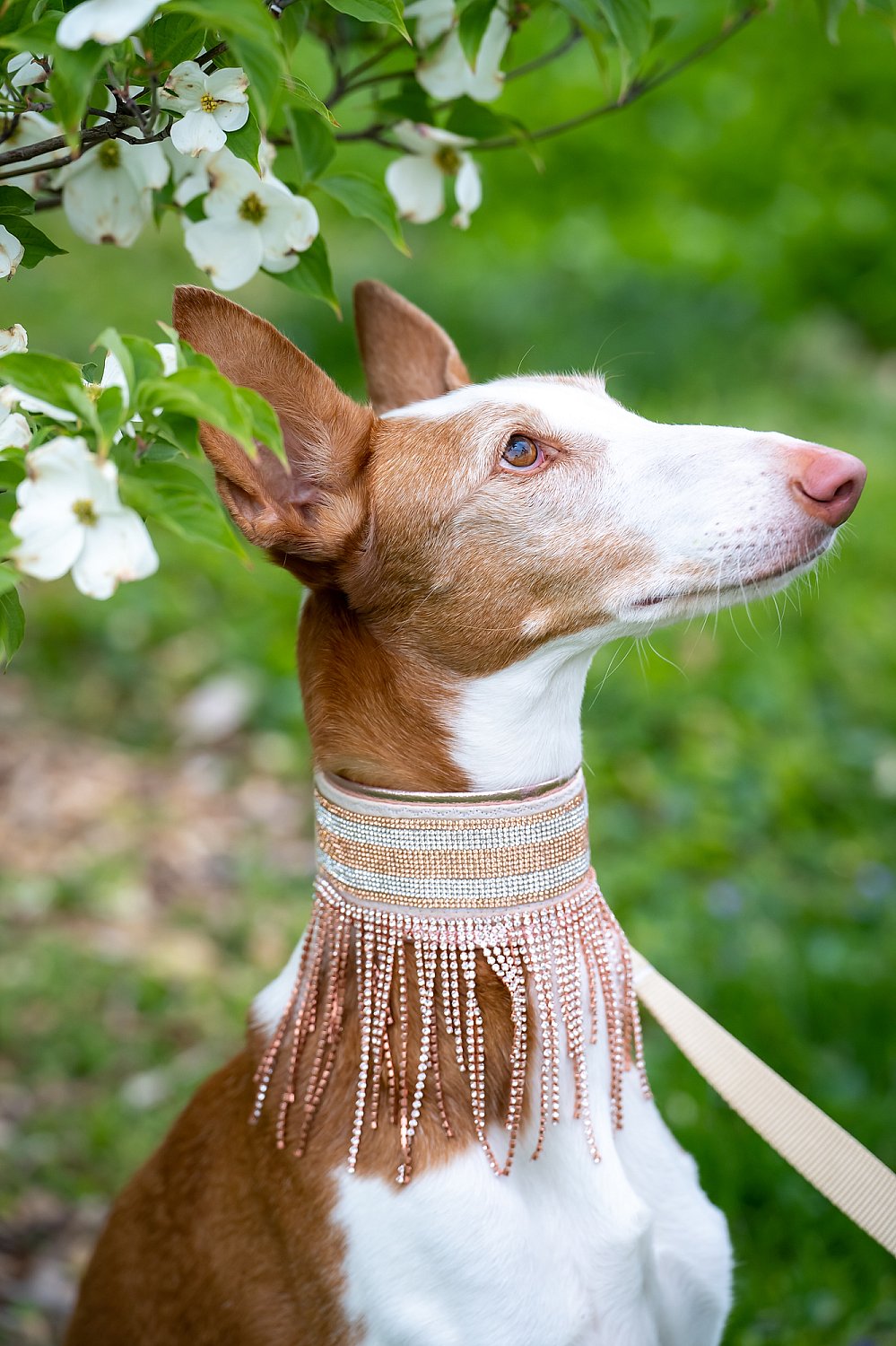 Furry Friends Gallery | ST_LOUIS_pet-photography-076.JPG