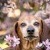 Furry Friends Gallery | ST_LOUIS_pet-photography-066.JPG