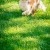 Furry Friends Gallery | ST_LOUIS_pet-photography-079.JPG