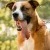 Furry Friends Gallery | ST_LOUIS_pet-photography-069.JPG