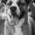 Furry Friends Gallery | ST_LOUIS_pet-photography-086.JPG