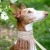 Furry Friends Gallery | ST_LOUIS_pet-photography-076.JPG