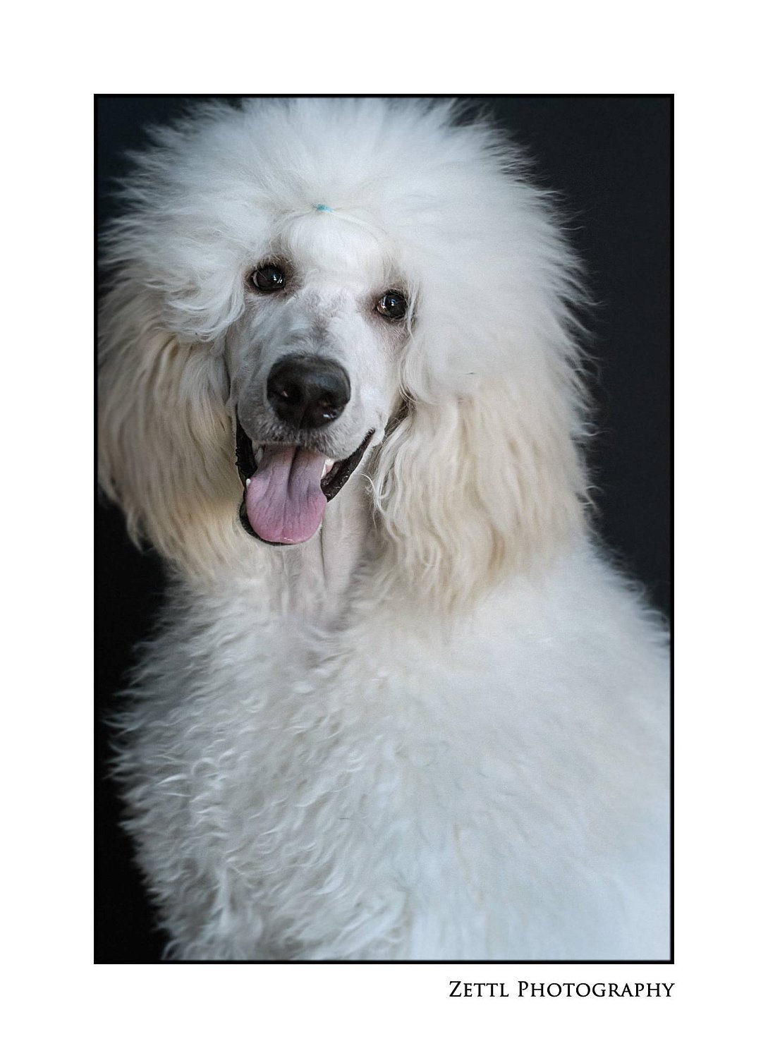 Furry Friends Gallery | 26850339_10156168840964074_8203222441005004131_o.jpg
